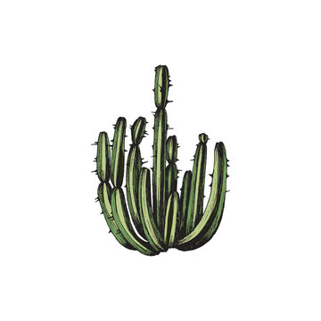 Colored hand drawn cactus with long stems engraved vector illustration isolated.