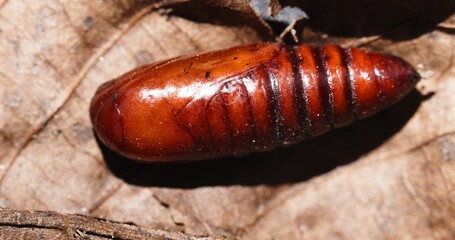 Insect cocoon on the ground closeup photo
