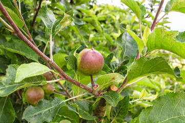Fresh small green and red apples on apple tree branch in the garden. Rogaska Slatina,Slovenia