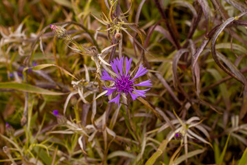 beautiful purple field flower park