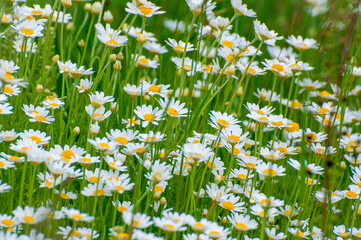Chamomile, beautiful white wildflowers in the meadow on a sunny summer day.