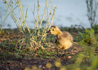 Canada Goose Gosling