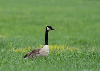 Canada Goose in the Grass