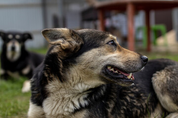dog close up 