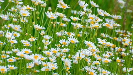 Chamomile, beautiful white wildflowers in the meadow on a sunny summer day.