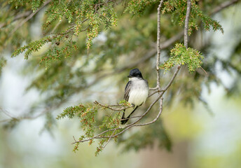 Eastern Kingbird Sitting on Branch