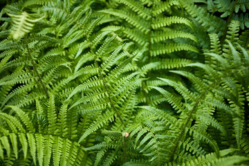 Fototapeta na wymiar closeup of green leaves in a forest