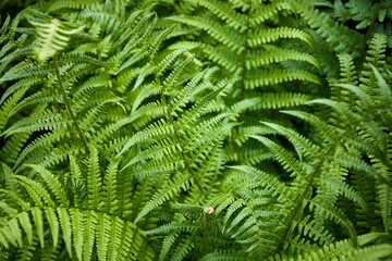 Fototapeta na wymiar green leaves in a forest close up