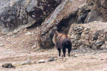 Himalayan Tahr or Mountain Goat