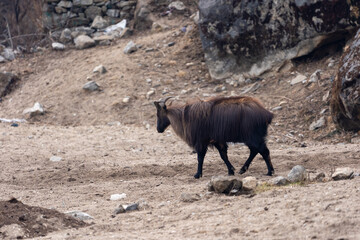 Himalayan Tahr or Mountain Goat