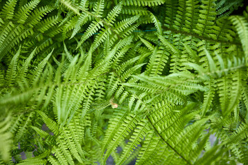 Fototapeta na wymiar green leaves in a stack in a forest