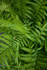 stack of green leaves in a forest photography