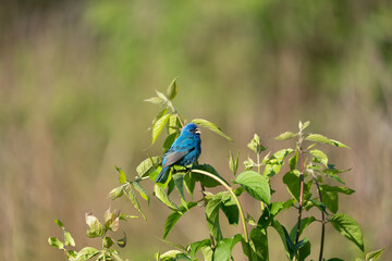 Indigo Bunting in a Bush