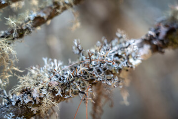 Lichens on Tree Branch