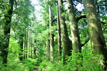 杉並木　箱根　神奈川県箱根の風景