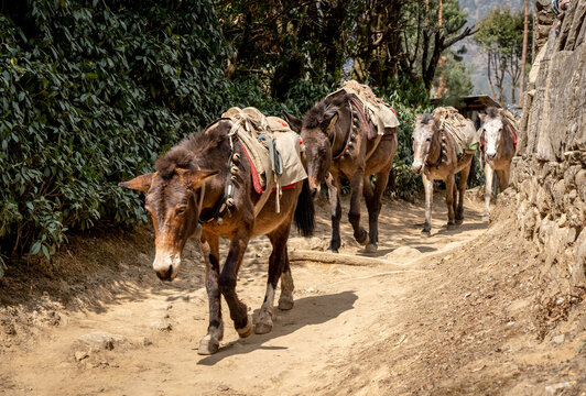 Mule Train on Trail
