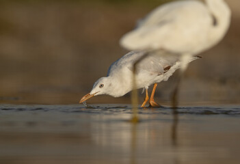 Selective focus on Sender-billed gull with little egret in thee forground at Asker marsh, Bahrain