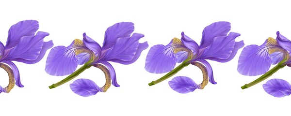 Obraz na płótnie Canvas Lilac irises on a white background close-up, seamless pattern, border