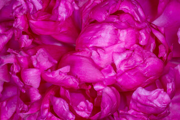close up of purple curly peony petals