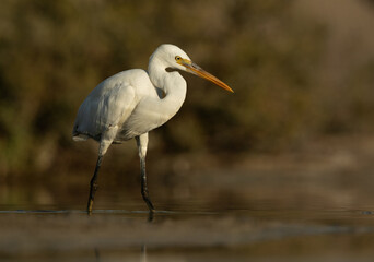 Western reef egret white morphed at Asker marsh, Bahrain