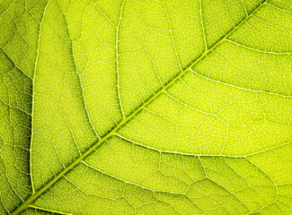 Naklejka na ściany i meble Close up leaf texture. Macro background