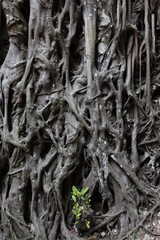 Trunk tree with aparent roots and new tree borning