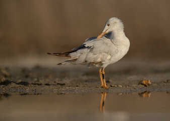 Sender-billed gull preening at Asker marsh, Bahrain.
