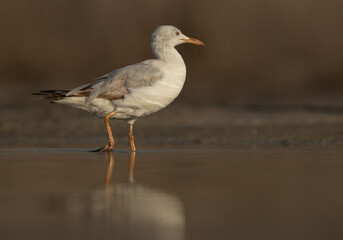 Portrait of a Sender-billed gull at Asker marsh, Bahrain
