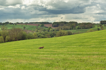 A fox in a sloping meadow in a hilly spring landscape with a cloudy sky.