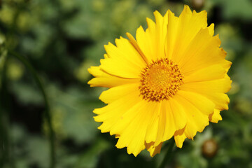 Blume / Flower / Flos