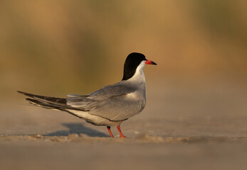 White-cheeked Tern perched on ground at Asker marsh, Bahrain