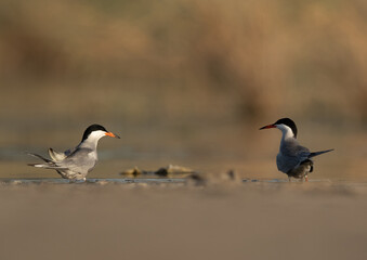 A pair of White-cheeked Terns at Asker marsh, Bahrain