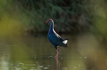 Naklejka premium Grey-headed Swamphen in its habitat at Asker Marsh, Bahrain. Framed with bokeh of reeds and grass on both side.