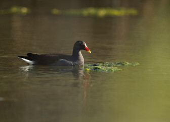 Common Moorhen at Asker marsh, Bahrain