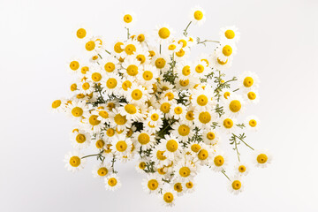 chamomile or daisies with leaves isolated on white background. Top view. Flat lay