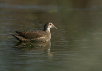 Portrait of a Moorhen at Asker marsh, Bahrain