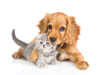 Obraz premium English cocker spaniel puppy gnaw kitten's ear. isolated on white background