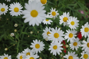Fototapeta premium かわいい癒しの花