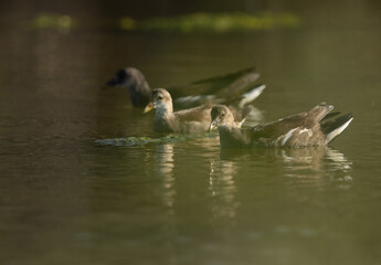 Subadults Common Moorhens at Asker marsh, Bahrain