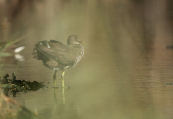 Portrait of Common Moorhen seen through the reeds, Bahrain