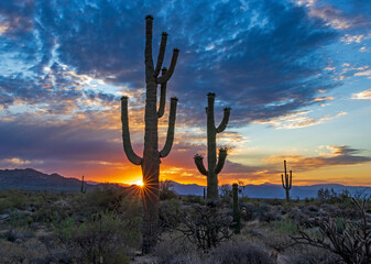 Sunrise In The Arizona Desert With Saguaro Cactus