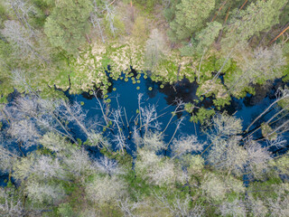 Stream among green trees in spring. Aerial drone view.