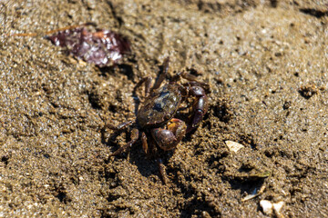 干潟の泥の上を歩く小さなカニ