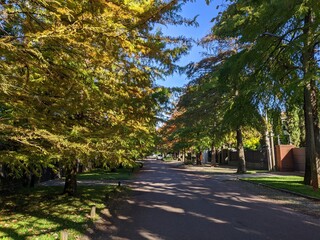 trees in the park