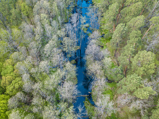Stream among green trees in spring. Aerial drone view.