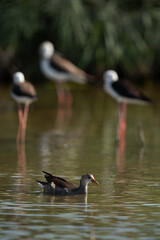 Subadult Moorhen swiming with black-winged stilt at the backdrop, Bahrain