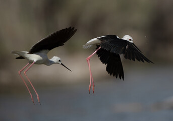 Black-winged Stilt fight at Asker Marsh, Bahrain
