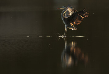 A backlit image of Grey Heron landing at Tubli bay, Bahrain