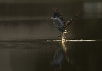 Grey Heron takeoff at Tubli bay, Bahrain. A backlit image during sunrise