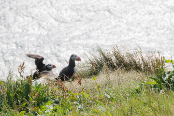 Iceland Puffins by the sea 
